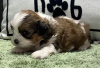 Zira, a female Shihpoo for sale in Bonaparte, IA – Photo 3 of 5