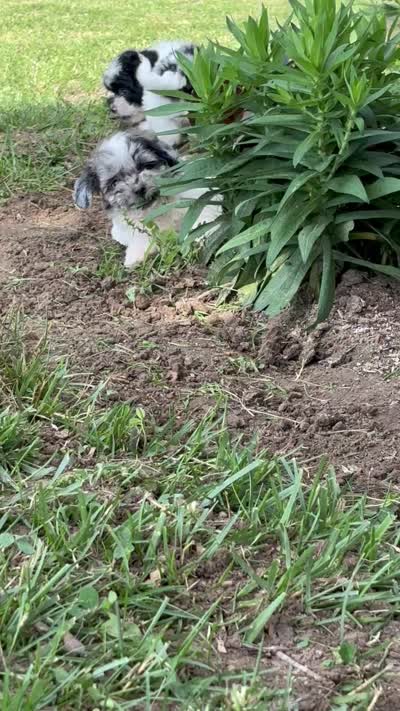 Etta, a female Shihpoo for sale in Bonaparte, IA – 9 of 10