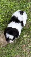 Elroy, a male Shihpoo for sale in Bonaparte, IA – 2 of 10