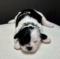 Ida, a female Shihpoo for sale in Bonaparte, IA – 3 of 4