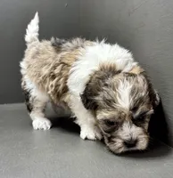 Freddie, a male Shihpoo for sale in Bonaparte, IA – 7 of 8