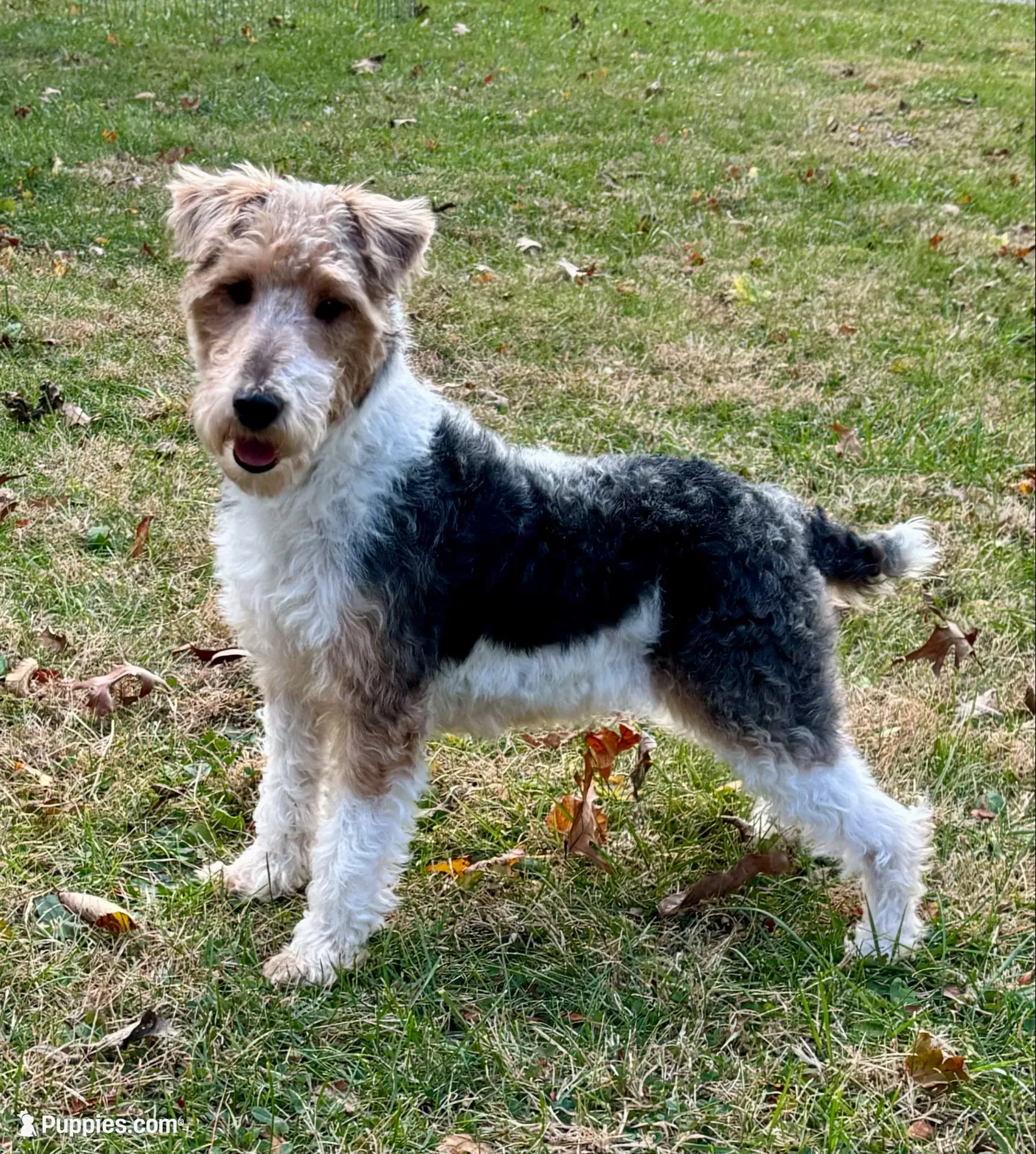 Quenby, a female Wire Fox Terrier for sale in Bonaparte, IA – 9 of 10