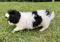 Elroy, a male Shihpoo for sale in Bonaparte, IA – 5 of 10