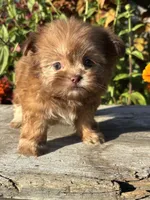 Nancy, a female Shih Tzu for sale in Bonaparte, IA – 10 of 10