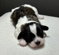 Ivy, a female Shihpoo for sale in Bonaparte, IA – 3 of 8