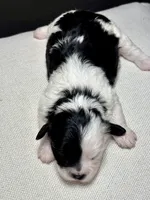 Ida, a female Shihpoo for sale in Bonaparte, IA – 4 of 4