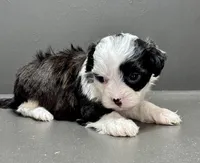 Carla, a female Shihpoo for sale in Bonaparte, IA – 8 of 9