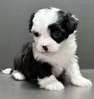 Carla, a female Shihpoo for sale in Bonaparte, IA – 3 of 9