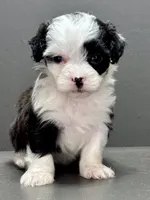 Carla, a female Shihpoo for sale in Bonaparte, IA – 6 of 9