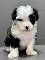 Carla, a female Shihpoo for sale in Bonaparte, IA – 2 of 9