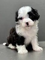 Carla, a female Shihpoo for sale in Bonaparte, IA – 4 of 9