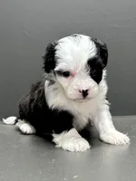 Carla, a female Shihpoo for sale in Bonaparte, IA – 9 of 9