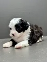 Carla, a female Shihpoo for sale in Bonaparte, IA – 7 of 9