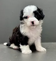 Carla, a female Shihpoo for sale in Bonaparte, IA – 5 of 9