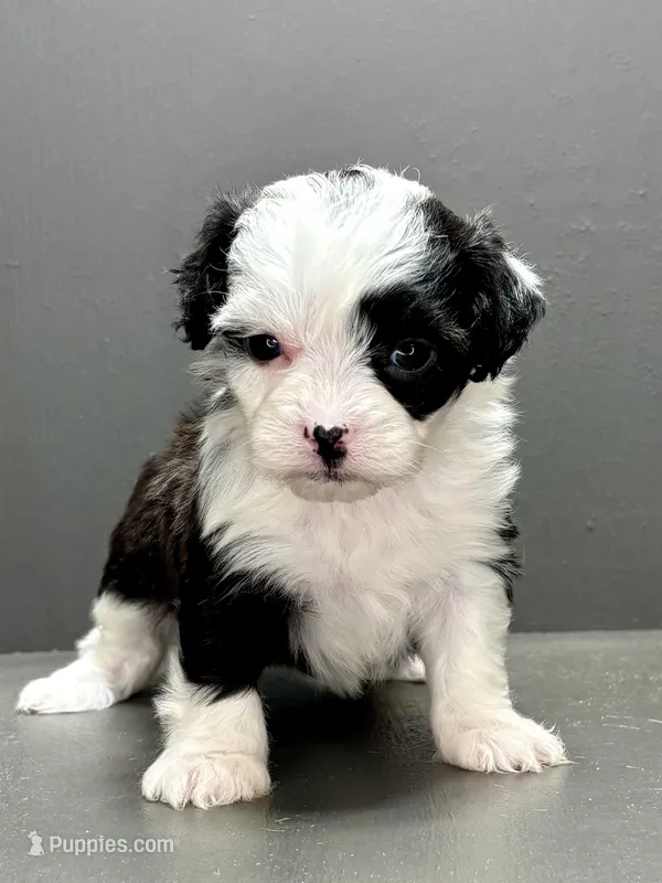 Carla – Shihpoo puppy for sale in Bonaparte, IA
