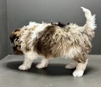 Freddie, a male Shihpoo for sale in Bonaparte, IA – 8 of 8