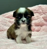Grace, a female Shih Tzu for sale in Bonaparte, IA – 6 of 8