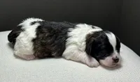 Ivy, a female Shihpoo for sale in Bonaparte, IA – 8 of 8
