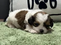 Zora, a female Shihpoo for sale in Bonaparte, IA – Photo 3 of 5