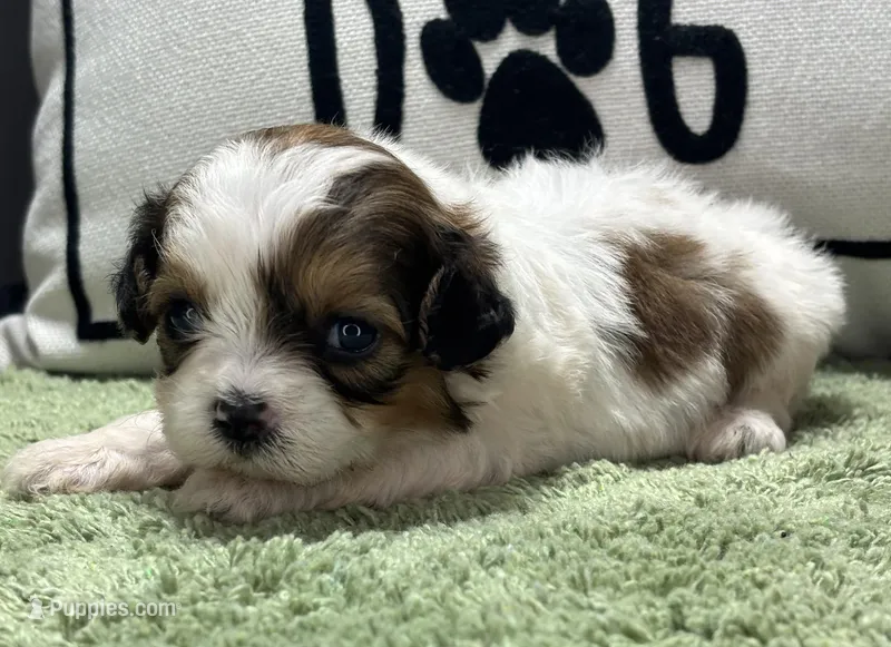 Zora – Shihpoo puppy for sale in Bonaparte, IA