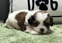 Zora, a female Shihpoo for sale in Bonaparte, IA – Photo 4 of 5