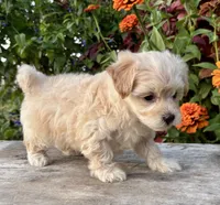 Pammy, a female Maltipoo for sale in Bonaparte, IA – 6 of 10