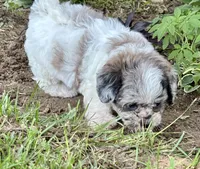Etta, a female Shihpoo for sale in Bonaparte, IA – 3 of 10