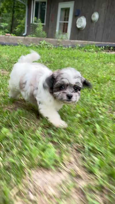 Enga, a female Shihpoo for sale in Bonaparte, IA – 10 of 10