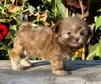 Nancy, a female Shih Tzu for sale in Bonaparte, IA – 7 of 10