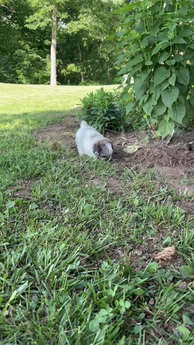 Etta, a female Shihpoo for sale in Bonaparte, IA – 7 of 10