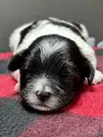 Heidi, a male Shichon for sale in Bonaparte, IA – 6 of 9