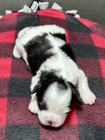 Hanna, a male Shichon for sale in Bonaparte, IA – 3 of 7