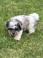 Enga, a female Shihpoo for sale in Bonaparte, IA – 3 of 10