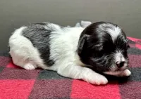 Heidi, a male Shichon for sale in Bonaparte, IA – 8 of 9