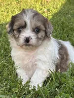Etta, a female Shihpoo for sale in Bonaparte, IA – 2 of 6