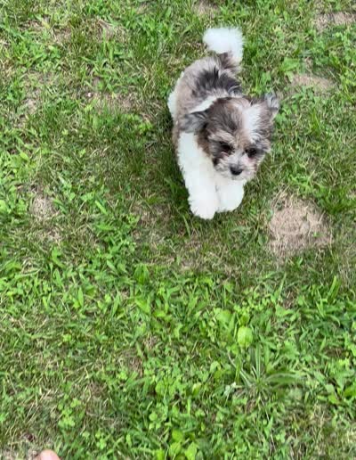 Freddie, a male Shihpoo for sale in Bonaparte, IA – 4 of 10