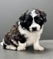 Frankie, a male Shihpoo for sale in Bonaparte, IA – 5 of 10
