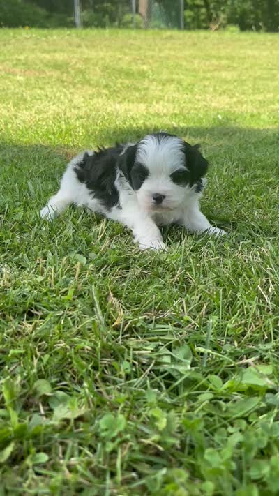 Hanna, a male Shichon for sale in Bonaparte, IA – 8 of 10