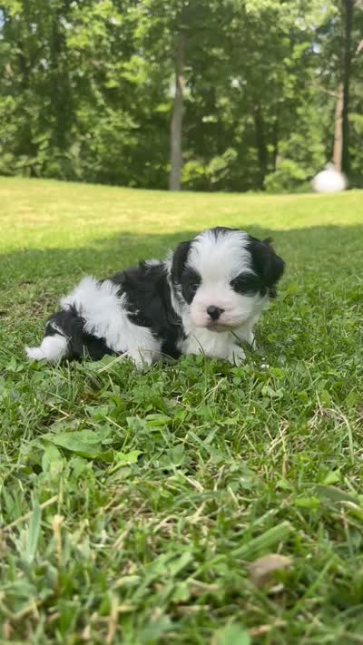 Hanna, a male Shichon for sale in Bonaparte, IA – 7 of 10