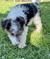 Alma, a female Wire Fox Terrier for sale in Bonaparte, IA – 10 of 10