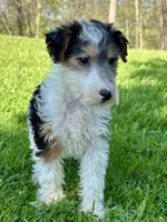 Alma, a female Wire Fox Terrier for sale in Bonaparte, IA – 7 of 10