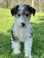 Alma, a female Wire Fox Terrier for sale in Bonaparte, IA – 3 of 10
