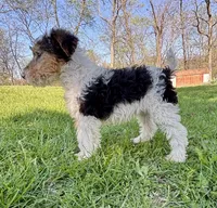 Alma, a female Wire Fox Terrier for sale in Bonaparte, IA – 5 of 10
