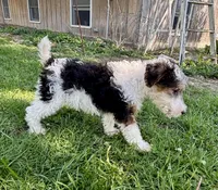 Alma, a female Wire Fox Terrier for sale in Bonaparte, IA – 2 of 10