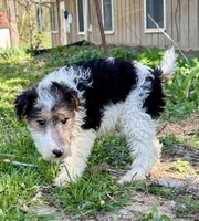 Alma, a female Wire Fox Terrier for sale in Bonaparte, IA – 6 of 10