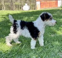 Alma, a female Wire Fox Terrier for sale in Bonaparte, IA – 8 of 10