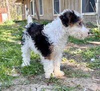 Alma, a female Wire Fox Terrier for sale in Bonaparte, IA – 9 of 10
