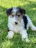 Alma, a female Wire Fox Terrier for sale in Bonaparte, IA – 4 of 10