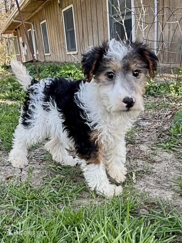 Alma – Wire Fox Terrier puppy for sale in Bonaparte, IA