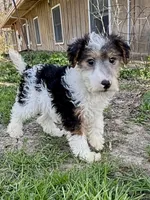Alma, a female Wire Fox Terrier for sale in Bonaparte, IA – 1 of 10